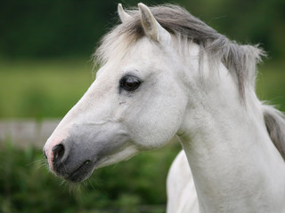 Fototapeta na wymiar Grey Horse Head Shot