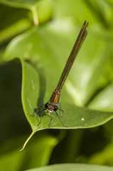 Female Calopterix damselfly