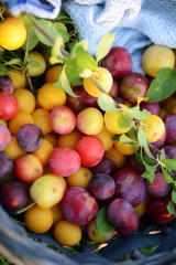 Frisch geerntete Wildpflaumen