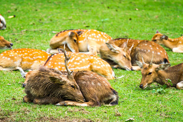 deer in nightsafari chiangmai Thailand
