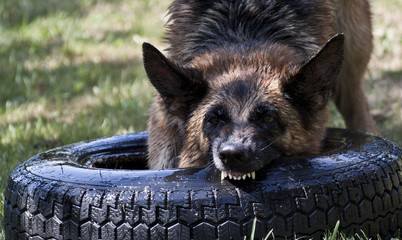 German shepherd