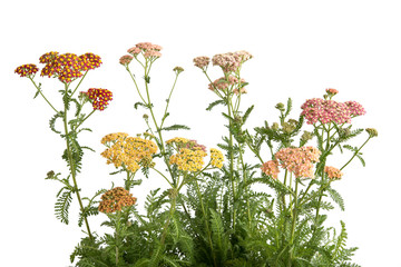 Schafgarbe (Achillea)