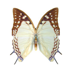 Nawab Butterfly