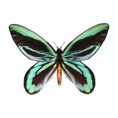 Naklejka premium Queen Alexandra's Birdwing