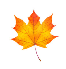 colorful autumn maple leaf isolated on white