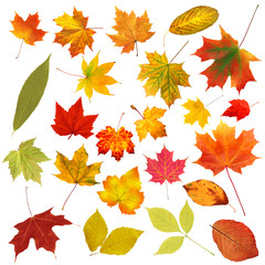 collection beautiful colourful autumn leaves isolated on white b