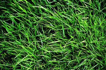 Green Lawn