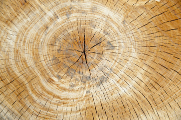 legno taglio albero centro stretto giallo