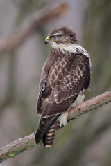 Fototapeta premium Mäusebussard (Buteo buteo)