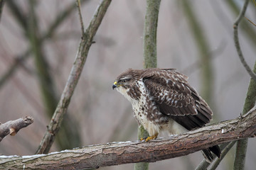 Mäusebussard (Buteo buteo)