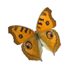 Meadow Argus Butterfly