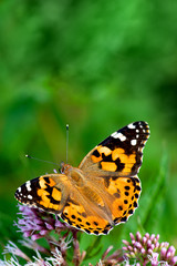 Butterfly on the flowers