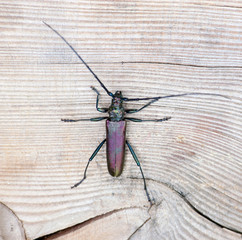Beetle on wooden background