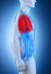 Male lungs anatomy lateral view