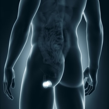 Male testes anatomy posterior view