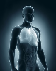 Male lungs anatomy