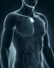 Male thymus anatomy