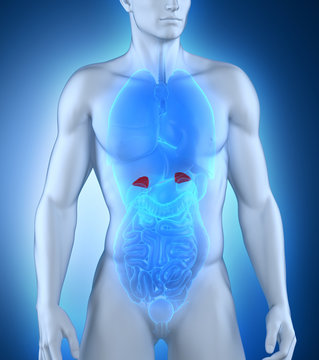 Male adrenal anatomy