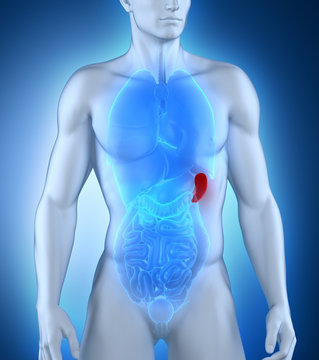 Male Spleen Anatomy