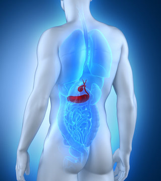 Male pancreas anatomy posterior view