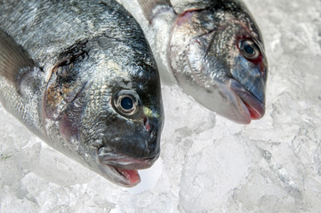 dorado