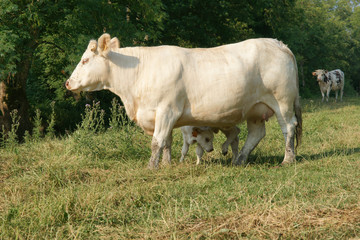 Animal ferme 87