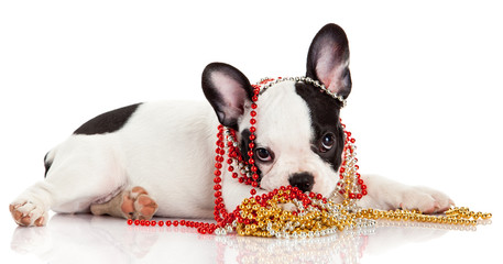 Adorable  French Bulldog  wearing  jewelery on white background.