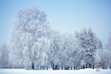 Winter park in snow