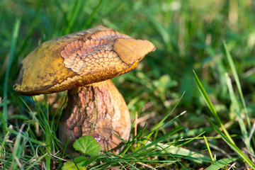 Netzstieliger Hexen-Röhrling