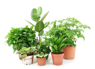 Beautiful flowers in pots isolated on white