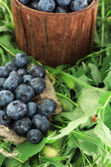 Blueberries in wooden basket and sackcloth on grass