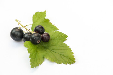 Black currants on white with leaf and natural shadow