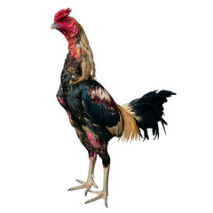 Thai Fighting Cock Stand Front on White Background
