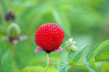 garden berry hybrid of blackberry and raspberry