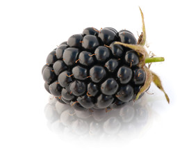 Blackberries on a white background