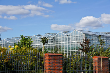 Greenhouse and shrubs