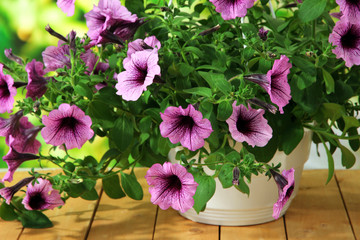Purple petunia in flowerpot on wooden table on nature