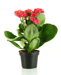 Beautiful flower in pot isolated on white