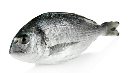 Dorado fish isolated on white