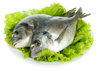 Dorado fish isolated on white