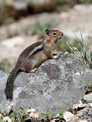 Golden-mantled Ground Squirrel