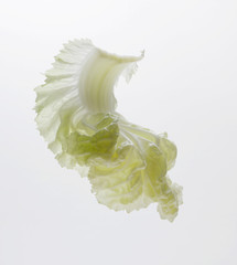 lettuce flow over white background