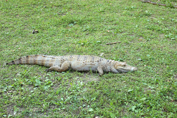 Alligator
