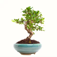 Fotobehang Bonsai Ligustrum bonsai