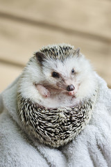 african pygmy hedgehog