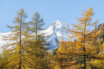 Larch tree