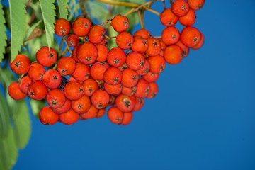 Vogelbeere, Sorbus aucuparia L.
