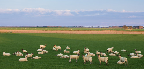 Sheep Waking Up