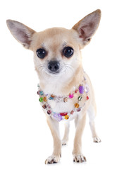 chihuahua and collar