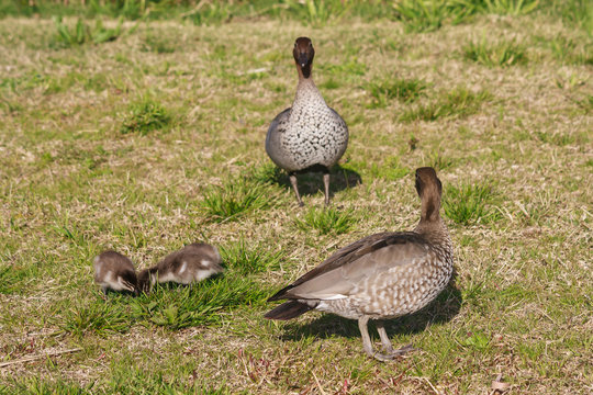 Australian Wood Ducks with ducklings - Powered by Adobe